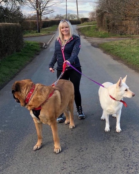 A Bubba Bear sitter walking two large dogs on a country lane
