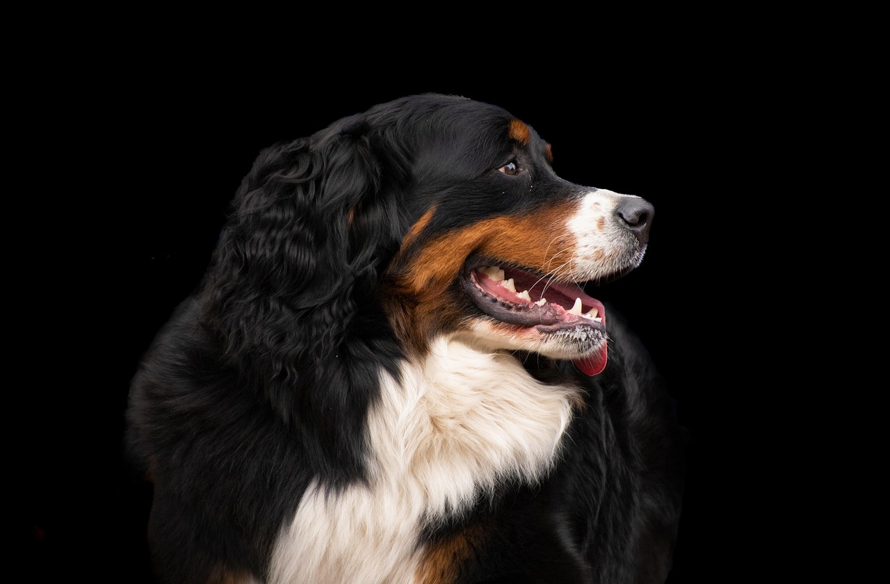 Bernese Mountain Dog representing Bubba Bear’s experience with large breeds