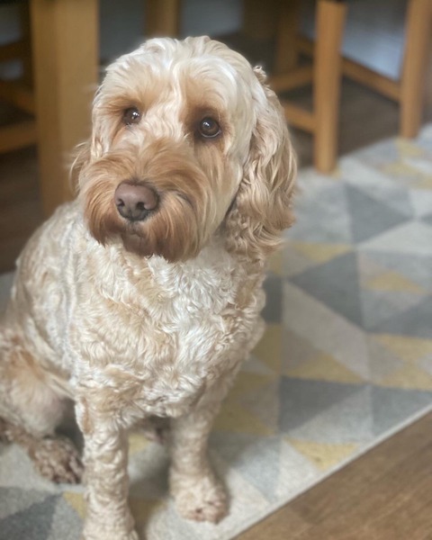 A much-loved dog relaxing at home